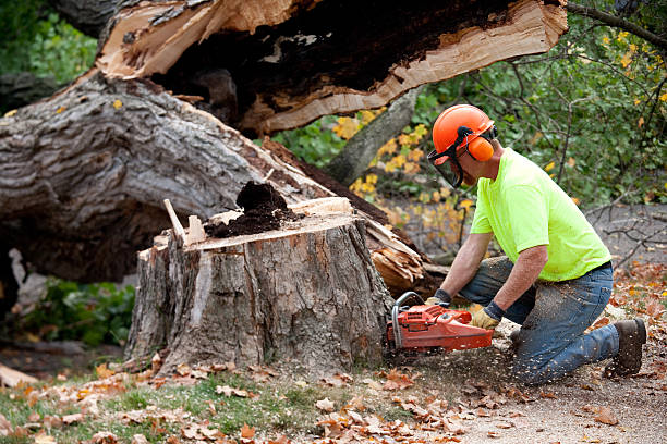 Best Utility Line Clearance  in USA